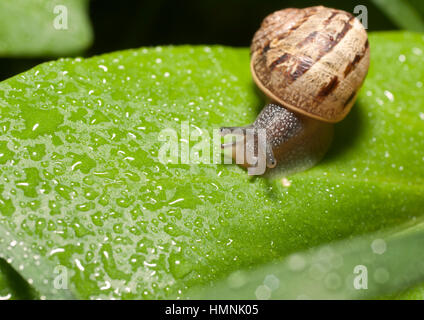 Schnecke auf der Suche nach Schatten. Stockfoto