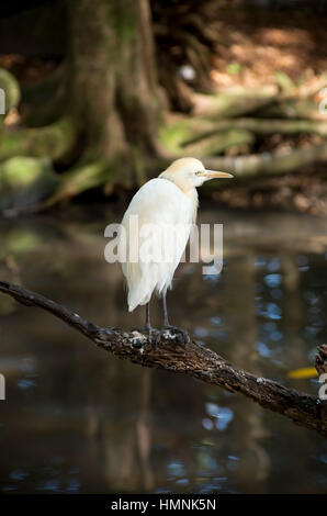 Kuhreiher oder Bubulcus Ibis Vogel sitzend auf Ast über dem Wasser in tropischen Feuchtgebieten Stockfoto