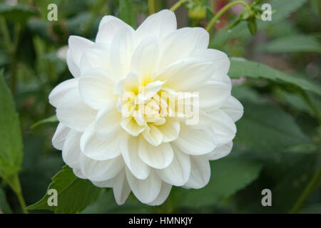 Dahlie "Weiße Ballerina" Stockfoto