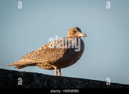 Hybrid Vogel, eine Mischung zwischen europäischen Silbermöwe - Larus Argentatus- und Glaucous Möwe - Larus Hyperboreus - stehend auf einer Wand im Hafen von Lis Stockfoto