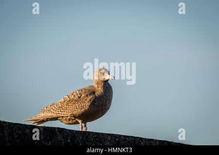 Hybrid Vogel, eine Mischung zwischen europäischen Silbermöwe - Larus Argentatus- und Glaucous Möwe - Larus Hyperboreus - stehend auf einer Wand im Hafen von Lis Stockfoto