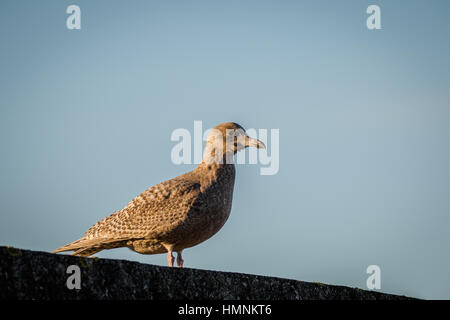 Hybrid Vogel, eine Mischung zwischen europäischen Silbermöwe - Larus Argentatus- und Glaucous Möwe - Larus Hyperboreus - stehend auf einer Wand im Hafen von Lis Stockfoto