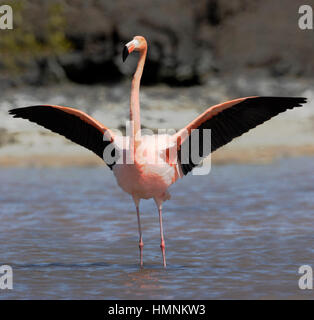 Galapagos Greater Flamingo (Phoenicopterus Ruber) stretching Flügel, Las Bachas Beach, Santa Cruz, Galapagos, Ecuador Stockfoto