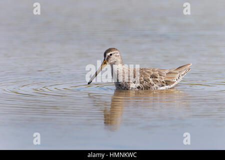 Short-billed Dowitcher (Limnodromus griseus) im flachen Wasser, Las Bachas Beach, Santa Cruz, Galapagos, Ecuador Stockfoto