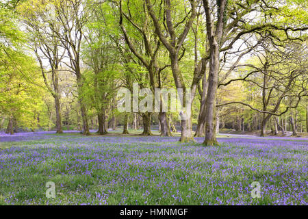 Teppich aus Glockenblumen bei Blackberry Camp Devon Uk Stockfoto