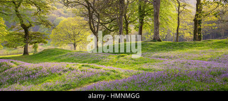 Panorama-Bild der Glockenblumen am Blackberry Camp Devon UK im Frühsommer. Stockfoto