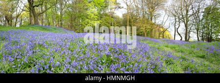 Teppich aus Glockenblumen am Blackberry Camp Devon UK im Frühsommer. Stockfoto