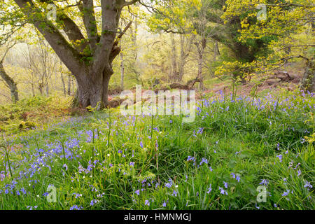 Glockenblumen im Frühsommer in einem englischen Waldgebiet. UK Stockfoto