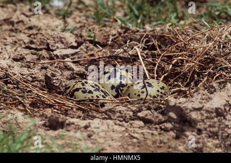 Schwarzflügelige Neigung, Himantopus himantopus, Eier im Nest kratzen auf dem Boden, Rajasthan, Indien Stockfoto