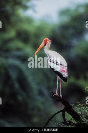 Storch, (Mycteria Leucocephala) malte, thront Altvogel mit Zucht Gefieder auf Ast, Keoladeo Ghana Nationalpark, Bharatpur, Rajasthan, Indien Stockfoto