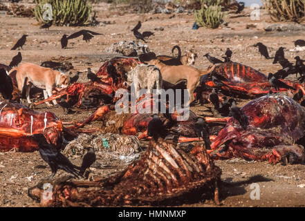 Wilde Hunde um ein Tier Aufräumvorgang Müllhalde, Rajasthan, Indien Stockfoto