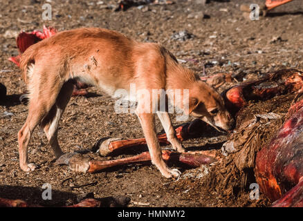 Wilde Hunde um ein Tier Aufräumvorgang Müllhalde, Rajasthan, Indien Stockfoto