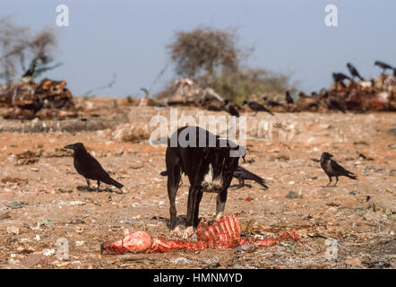 Wilde Hunde um ein Tier Aufräumvorgang Müllhalde, Rajasthan, Indien Stockfoto