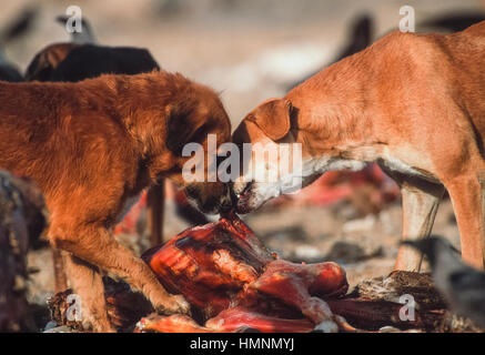 Wilde Hunde um ein Tier Aufräumvorgang Müllhalde, Rajasthan, Indien Stockfoto