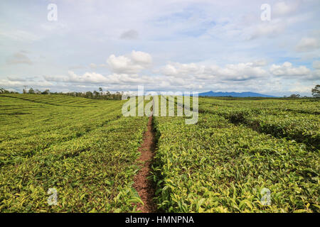 Sidamanik Tee-Plantage in Toba. Toba-See ist ein Tekto-vulkanischen See befindet sich in Nord-Sumatra, Indonesien. Dieser See ist der größte See in Indonesien. Stockfoto