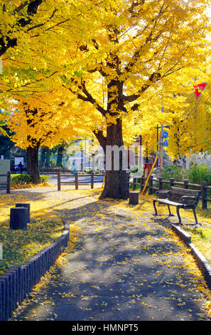 Koshukaido Avenue mit Reihe von Ginkgo Bäume Hachioji Stadt Tokyou Japan Stockfoto