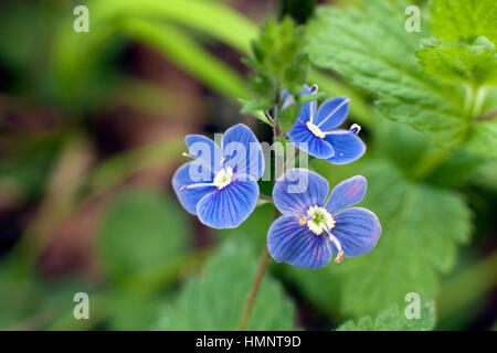 Veronica Chamaedrys (Gamander-Ehrenpreis, aus der Vogelperspektive Ehrenpreis) Blumen Stockfoto