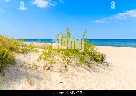 Grüner Rasen im Sand am Strand von Jurata, Ostsee, Polen Stockfoto