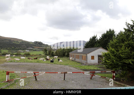 BREXIT & GRENZE. Weidevieh am stillgelegten Zoll- und Akzisenverwaltung Posten an der Grenze zu Nordirland/Irland.  Foto/Paul McErlane Stockfoto