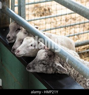 Vier Lämmer in einem Stift auf ein Kinder Streichelzoo in der Hoffnung auf Nahrung Stockfoto