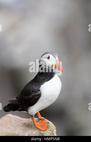 Papageitaucher (Fratercula Arctica) Erwachsenen, stehen auf Felsen der Küste Klippe, große Saltee Saltee Insel, Irland. Stockfoto