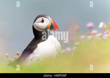 Papageitaucher (Fratercula Arctica) Erwachsenen, stehend unter blühenden Meer Sparsamkeit, geringe Schärfentiefe Feld, große Saltee Saltee Inseln, Irland. Stockfoto