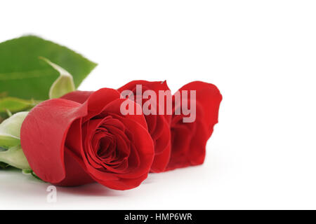 drei rote Rosen auf weißem Hintergrund mit Textfreiraum Stockfoto