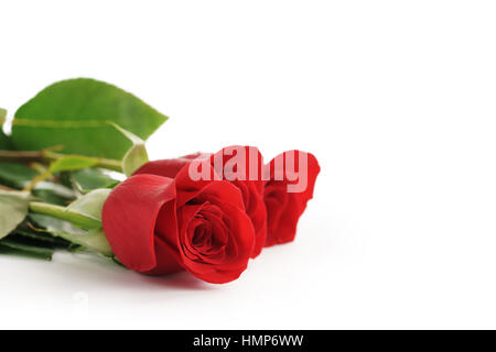 drei rote Rosen auf weißem Hintergrund mit Textfreiraum Stockfoto