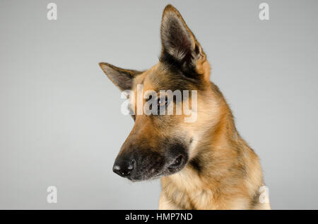 Deutscher Schäferhund (männlich) vor einem grauen Hintergrund fotografiert, Großbritannien. Stockfoto