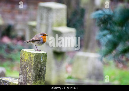 Erithacus rubecula - europäische Robin auf Nahrungssuche im Gras Stockfoto