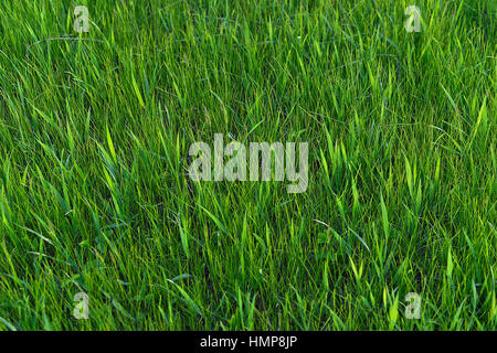 Grünen Rasen. natürliche Hintergrundtextur. frisches Frühlingsgrün Rasen. Stockfoto
