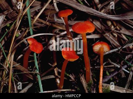 Zinnober Waxcap (Hygrocybe Miniata), Hygrophoraceae. Stockfoto