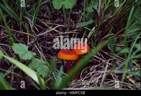 Zinnober Waxcap (Hygrocybe Miniata), Hygrophoraceae. Stockfoto