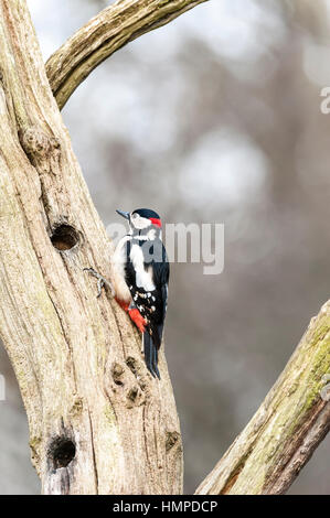 Größere Spotted Woodpecker, männliche Stockfoto