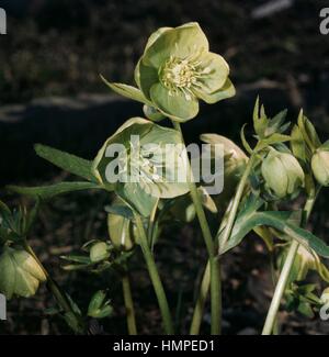 Bären-Fuß oder grüne Nieswurz (Helleborus Viridis), Butterblume. Stockfoto