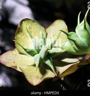 Bären-Fuß oder grüne Nieswurz (Helleborus Viridis), Butterblume. Stockfoto