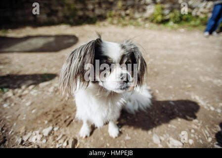 kleine zottelige Hund Stockfoto