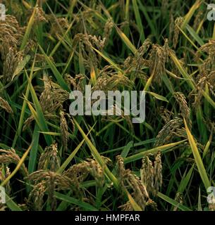 Reis (Oryza Sativa), Ohren Poaceae. Stockfoto