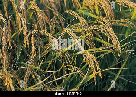 Reis (Oryza Sativa), Ohren Poaceae. Stockfoto