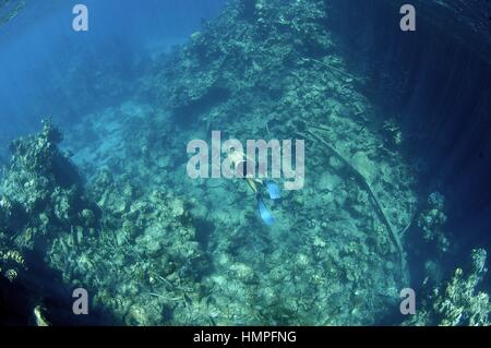 Schnorcheln am Polisini griechischen Wrack (Kinsei Maru), Banken Silver Marine Sanctuary, Dominikanische Republik, Karibik Stockfoto