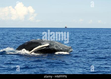 Buckelwal Kalb verletzen, (Impressionen Novaeanglia), Polisini griechischen Wrack (Kinsei Maru), silberne Banken Marine Sanctuary, Dominikanische Republik, Auto Stockfoto