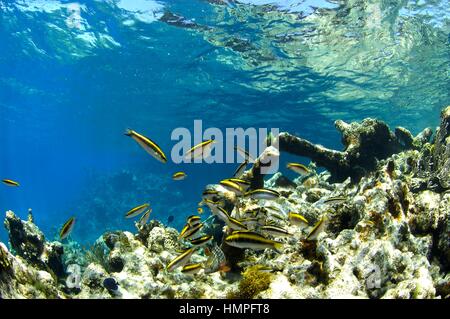 Korallenriff und Fisch am Polisini griechischen Wrack (Kinsei Maru), Silver Banks Marine Sanctuary, Dominikanische Republik, Karibik Stockfoto