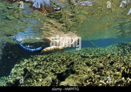 Schnorcheln am Polisini griechischen Wrack (Kinsei Maru), Banken Silver Marine Sanctuary, Dominikanische Republik, Karibik Stockfoto