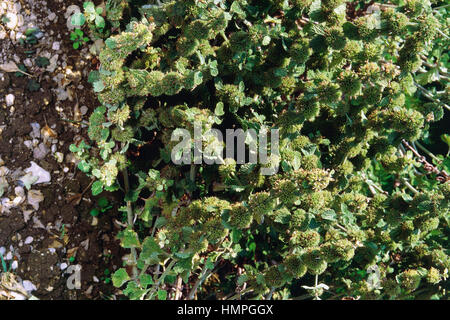 Weißer Andorn oder gemeinsame Andorn (Marrubium Vulgare), blühen Lamiaceae. Stockfoto