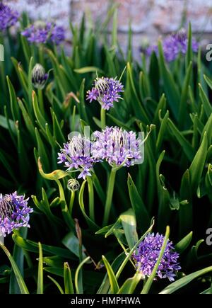 Peruanische Jacinth oder Portugiesisch Blaustern (Scilla Peruviana), Asparagaceae. Stockfoto