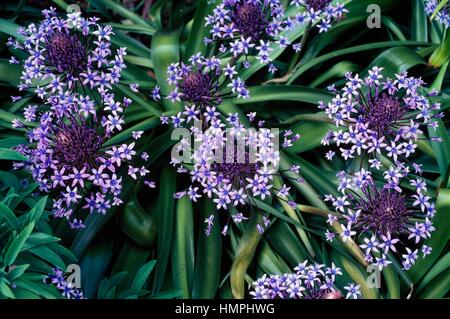 Peruanische Jacinth oder Portugiesisch Blaustern (Scilla Peruviana), Asparagaceae. Stockfoto