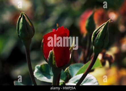 Rose (Rosa Crêpe De Chine), Rosengewächse. Stockfoto