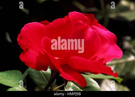 Rose (Rosa Crêpe De Chine), Rosengewächse. Stockfoto