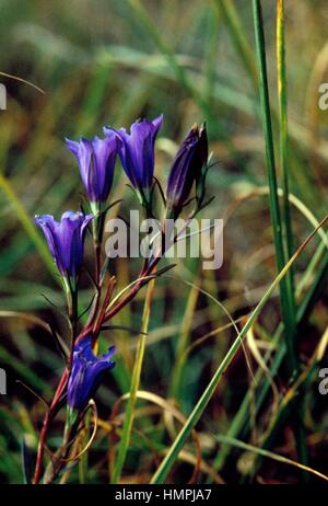 Moor-Enzian (Gentiana Pneumonanthe), Gentianaceae. Stockfoto