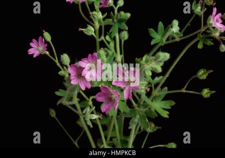 Blühende Runde-leaved des Krans-Rechnung (Geranium Rotundifolium), Geraniaceae. Stockfoto